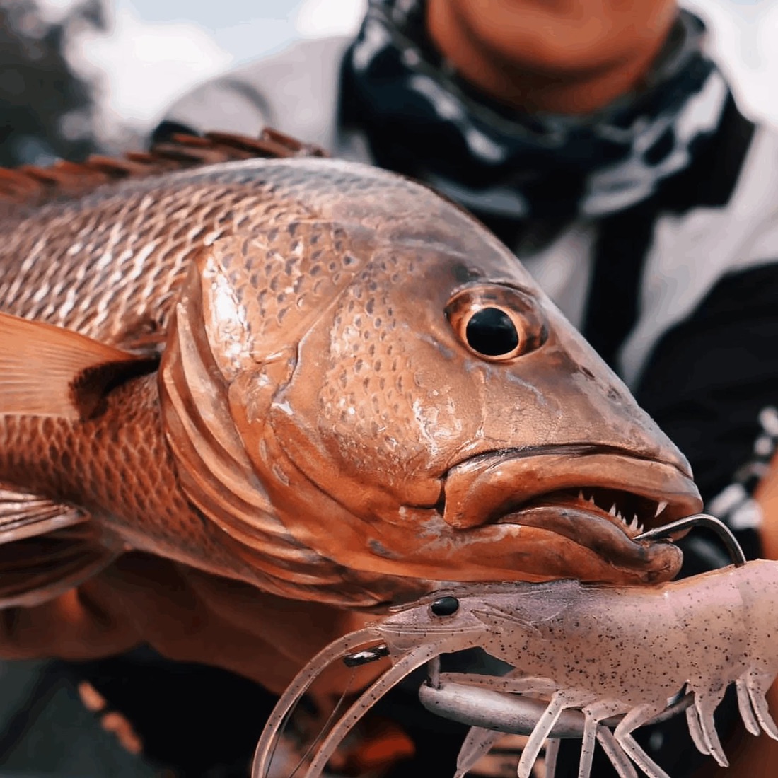 Mangrove jack with a prawn lure