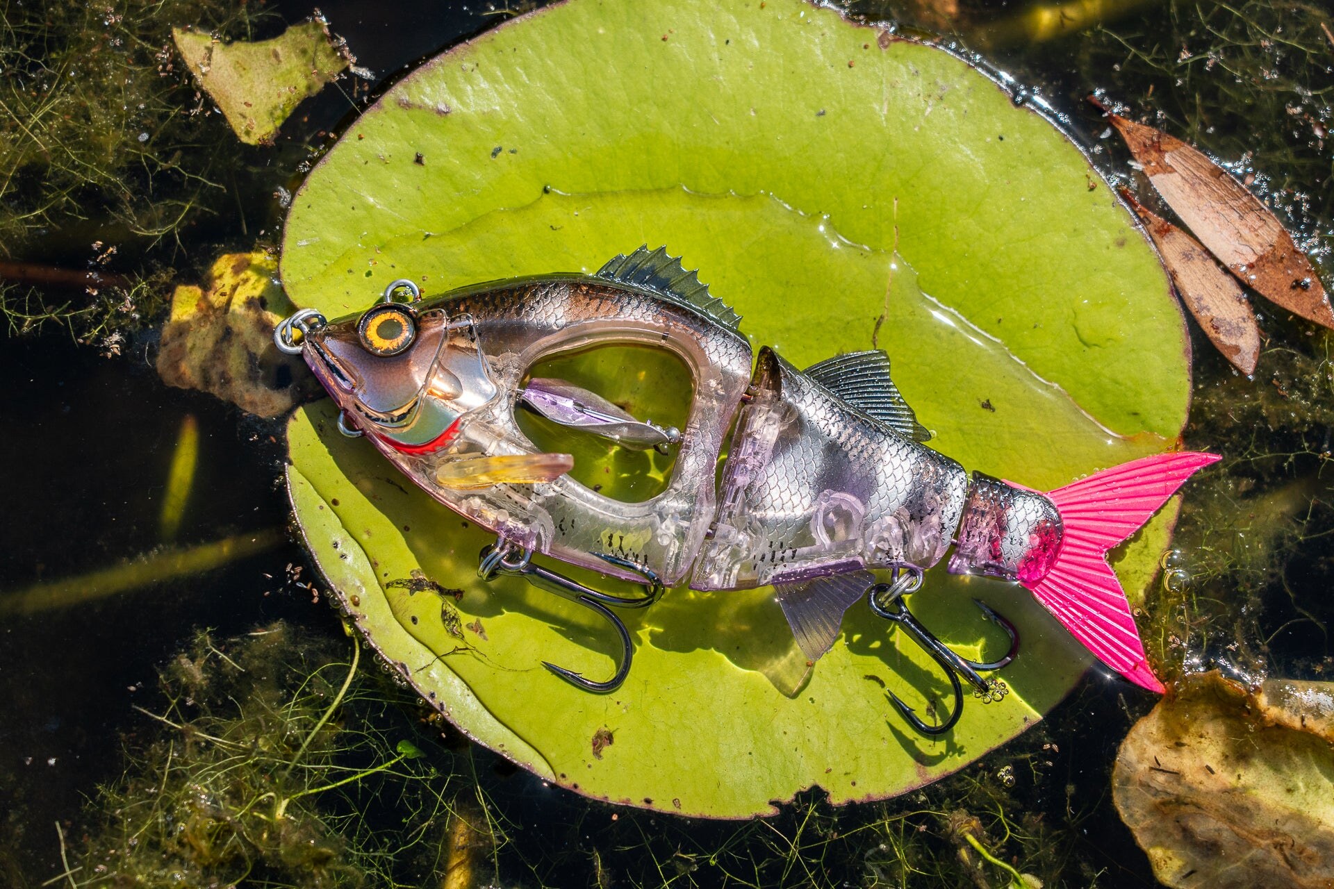 The Swinger lying on a lily pad