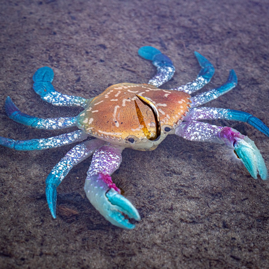 Crab lure on a dark rock at the water's edge